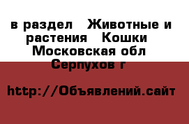  в раздел : Животные и растения » Кошки . Московская обл.,Серпухов г.